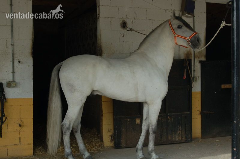 Caballos Pura Raza Española (P.R.E.) Pura Raza Española - caballo PRE de 5 años