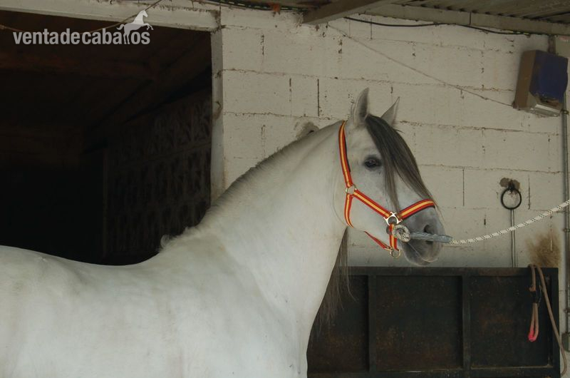 caballo PRE de 5 años - Caballos Pura Raza Española (P.R.E.) Pura Raza Española