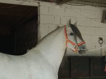 caballo PRE de 5 años