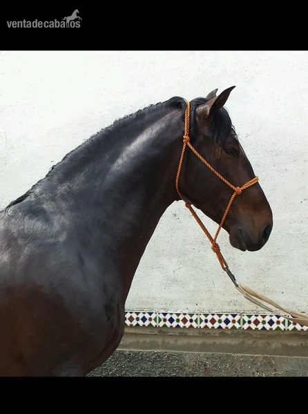 Venta caballo español  in 