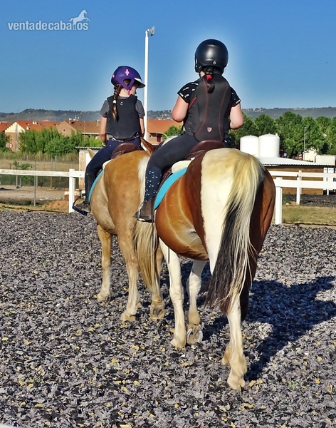 Caballos Capados mezcla - Poni D pio