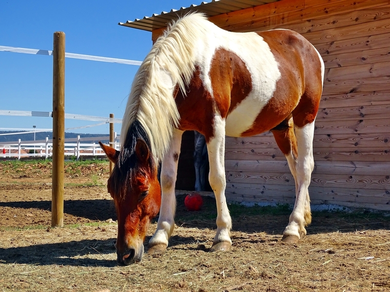 Poni D pio - Caballos Capados mezcla