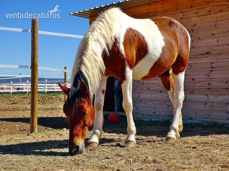 Poni D pio - Caballos Capados mezcla