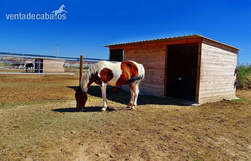 Poni D pio - mezcla