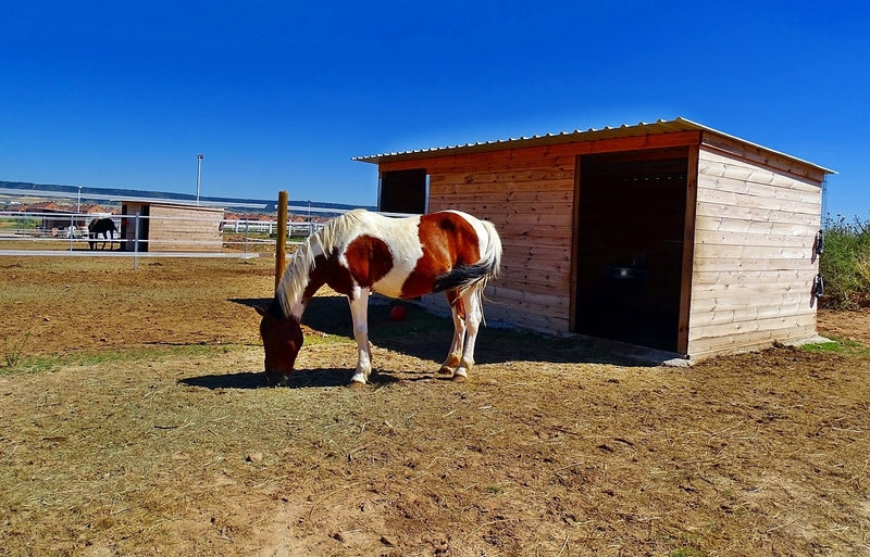 Poni D pio - mezcla