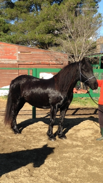 Vendo caballo Merens  in 