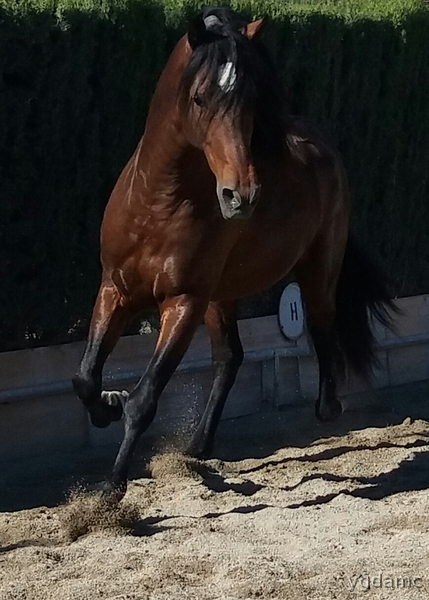 Caballos Pura Raza Española (P.R.E.) Pura Raza Española - PRE LINEAS - LEBRIJANO III X GORRON II