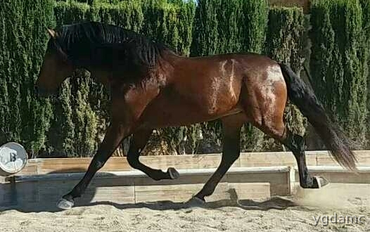 PRE LINEAS - LEBRIJANO III X GORRON II - Caballos Pura Raza Española (P.R.E.) Pura Raza Española