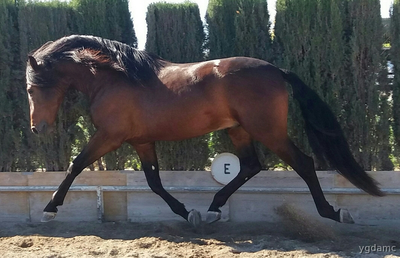 PRE LINEAS - LEBRIJANO III X GORRON II - Caballos Pura Raza Española (P.R.E.)