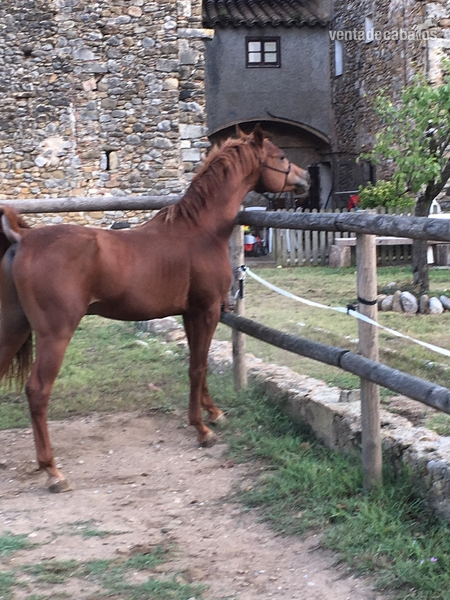 Árabe (PRA) {TYPE}