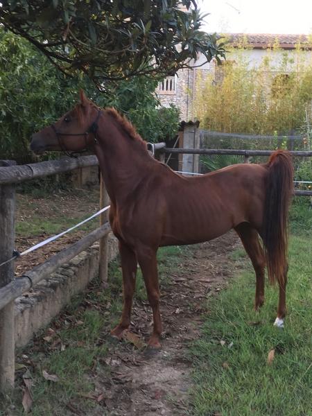 Caballos Árabes Árabe (PRA) - Potro PRA de 3 años