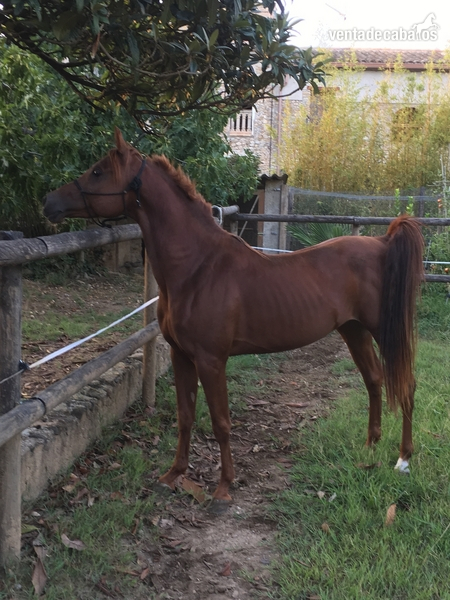 Caballos Árabes Árabe (PRA) - Potro PRA de 3 años