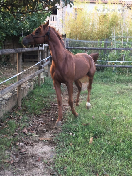 Potro PRA de 3 años - Caballos Árabes Árabe (PRA)