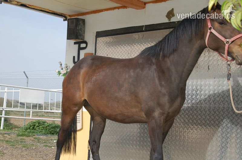 Caballo de Deporte Español (CDE)