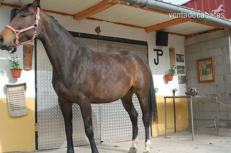 Caballo de Deporte Español (CDE) {TYPE}