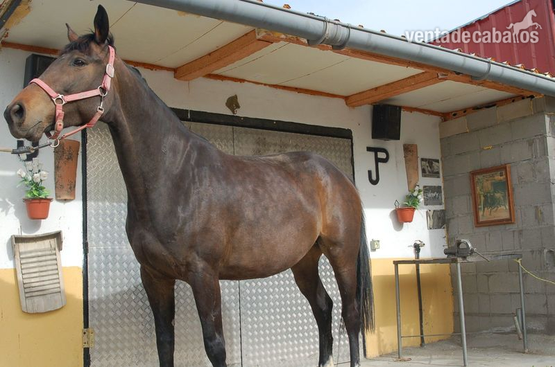 Yeguas Caballo de Deporte Español (CDE) - Yegua de deporte preñada.