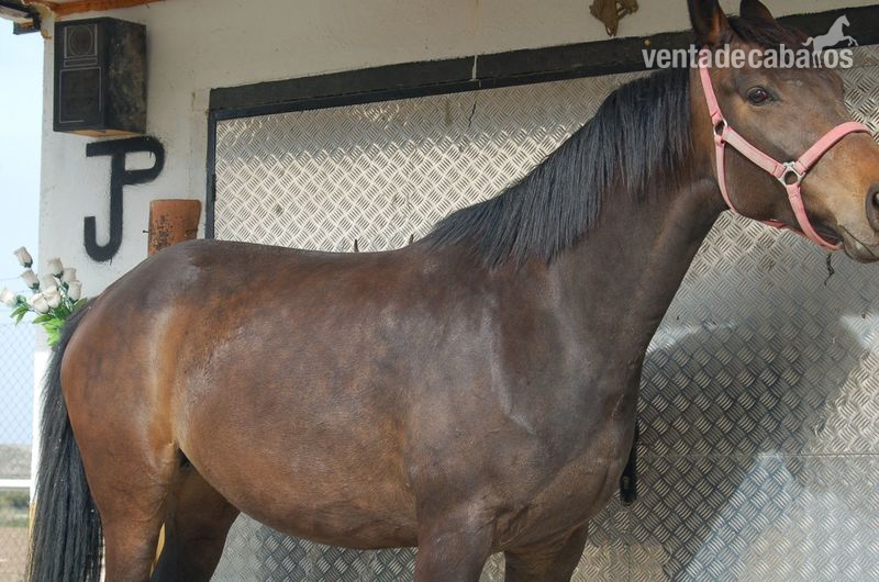 Yegua de deporte preñada. - Yeguas Caballo de Deporte Español (CDE)