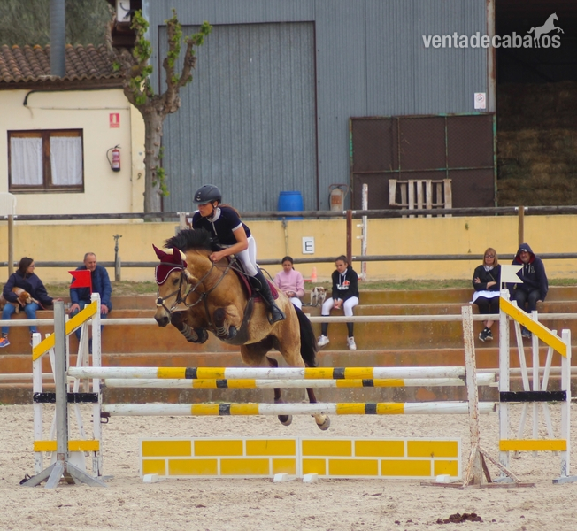 Yegua de completo y salto en venta in 