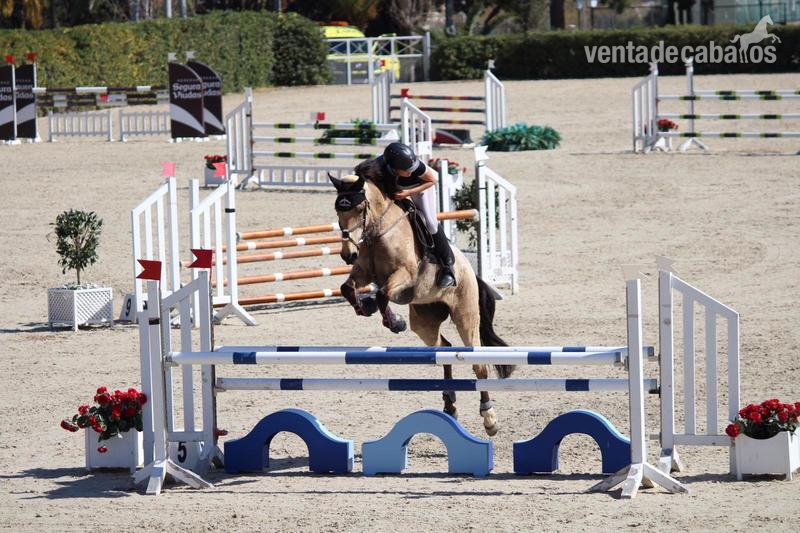 Caballo de Deporte Español (CDE)