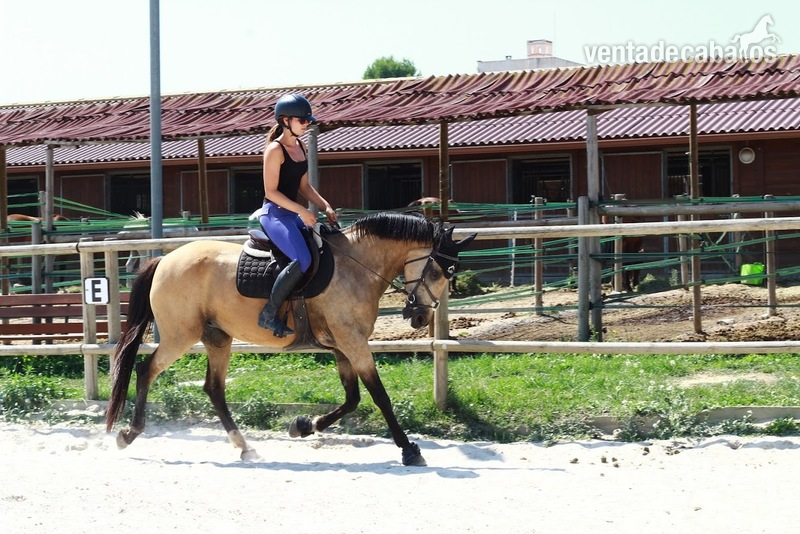 Caballo de Deporte Español (CDE) {TYPE}