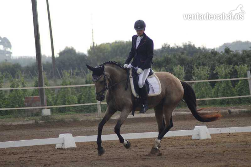 Yeguas Caballo de Deporte Español (CDE) - Yegua de completo y salto en venta