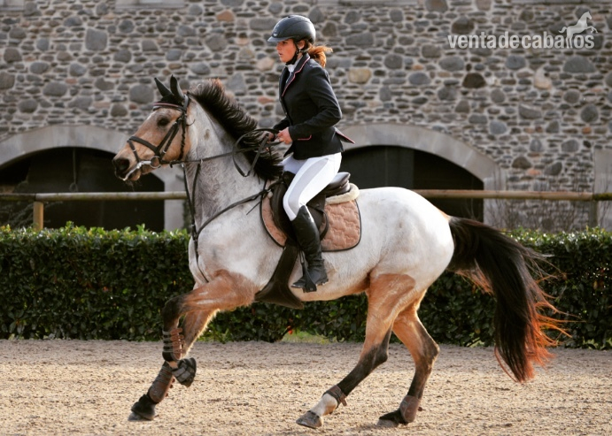 Yegua de completo y salto en venta - Yeguas Caballo de Deporte Español (CDE)