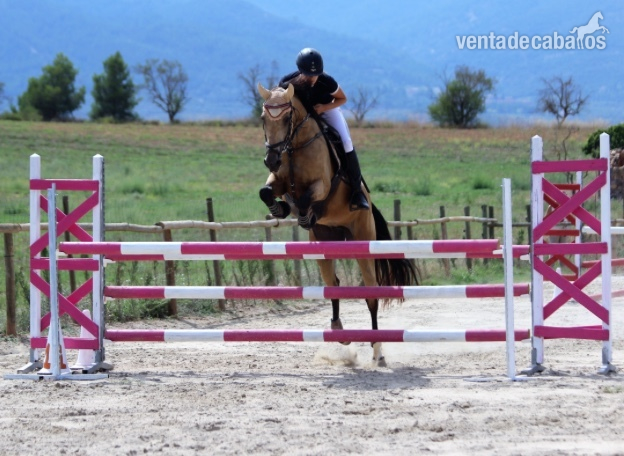 Yegua de completo y salto en venta - Caballo de Deporte Español (CDE)