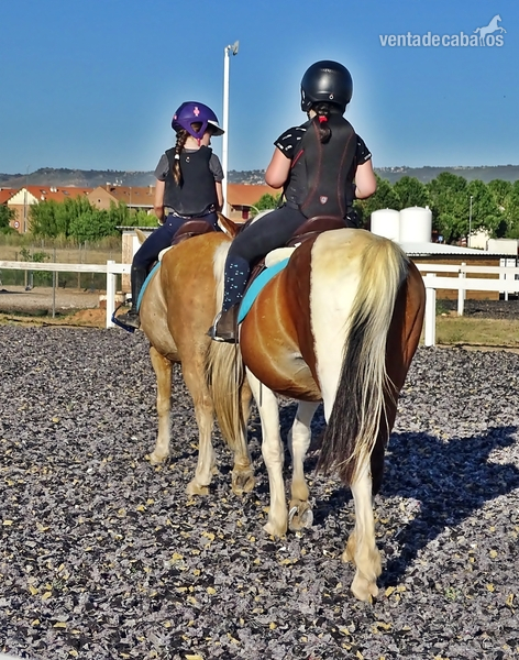 Ponis Pony Club mezcla - Poni D pio