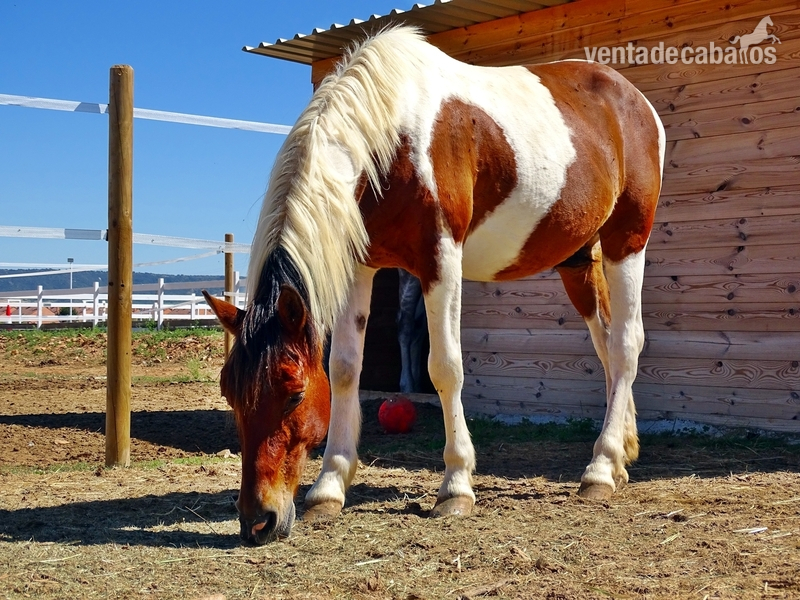 Poni D pio - Ponis Pony Club mezcla