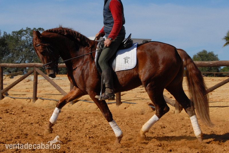 Venta de ejemplares PRE - Caballos Pura Raza Española (P.R.E.) Pura Raza Española