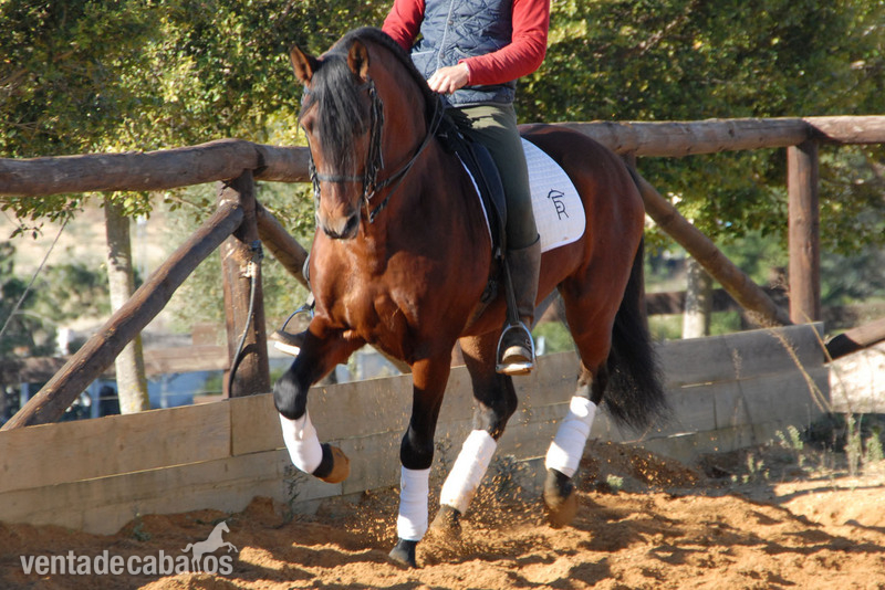 Venta de ejemplares PRE - Caballos Pura Raza Española (P.R.E.)