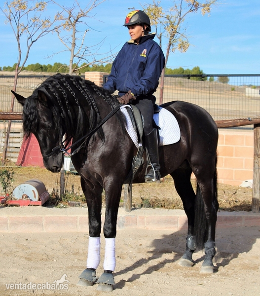 Caballo PRE entero 6 años in 