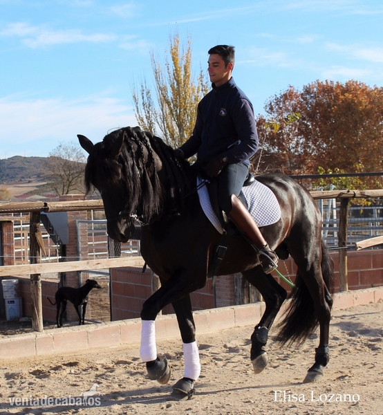 Caballos Pura Raza Española (P.R.E.) Pura Raza Española - Caballo PRE entero 6 años