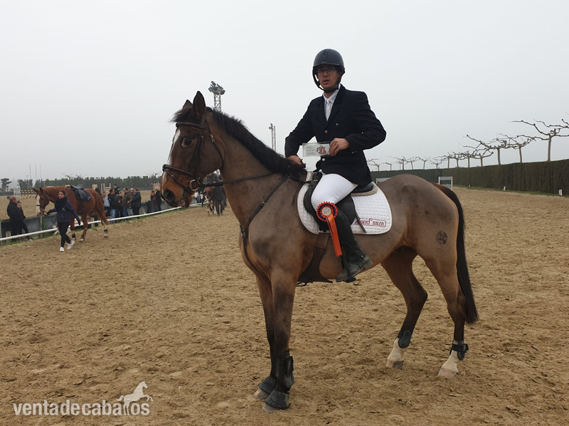 Caballo de salto CON MUCHA EXPERIENCIA in 