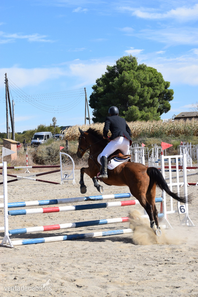Caballos Capados BWP - Caballo de salto CON MUCHA EXPERIENCIA