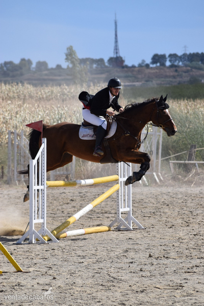 Caballo de salto CON MUCHA EXPERIENCIA - Caballos Capados BWP