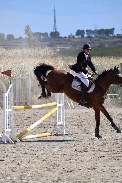Caballo de salto CON MUCHA EXPERIENCIA - BWP