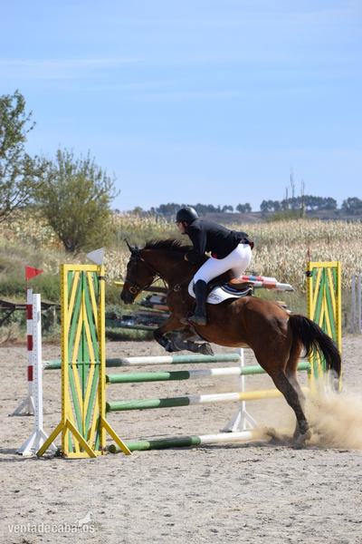 Caballo de salto CON MUCHA EXPERIENCIA - Caballos Capados