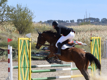 Caballo de salto CON MUCHA EXPERIENCIA