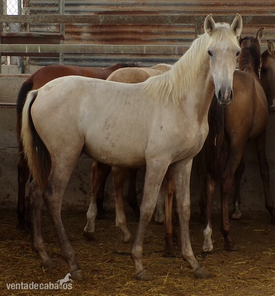 Beautiful PRE grey mare  in 