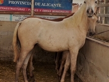 Beautiful PRE grey mare 