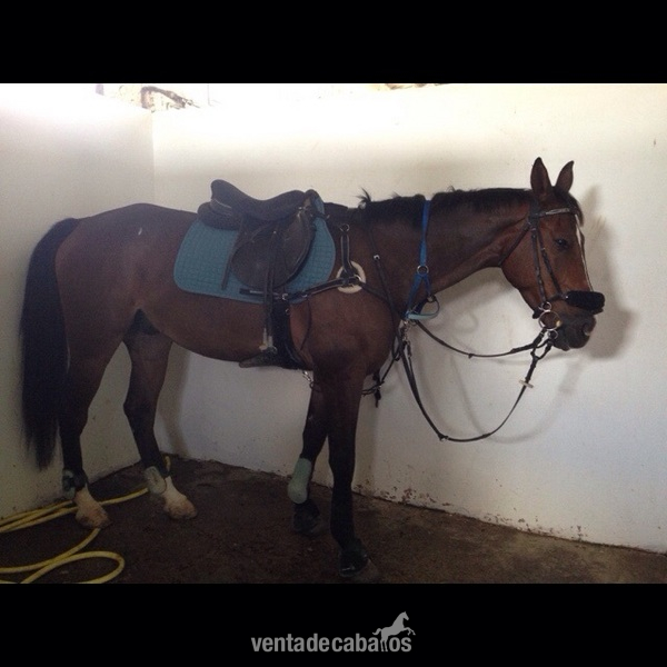 Se comparte caballo in 