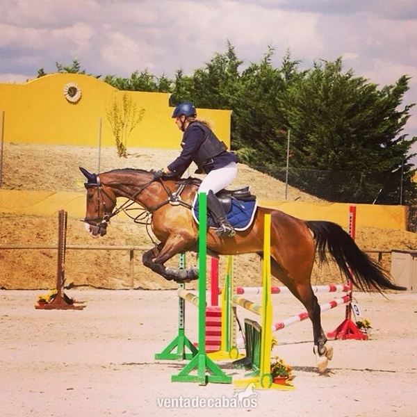 Caballo de Deporte Español (CDE)