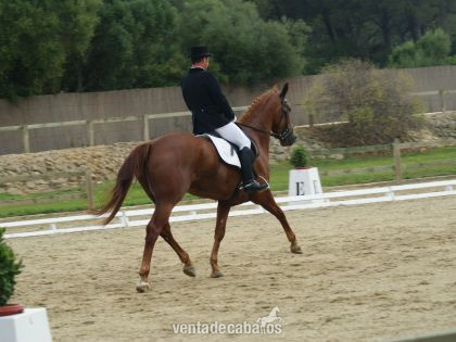 Hannoveriano