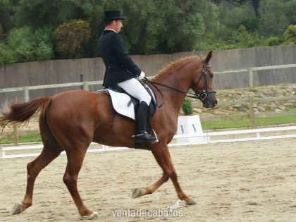 Hannoveriano {TYPE}
