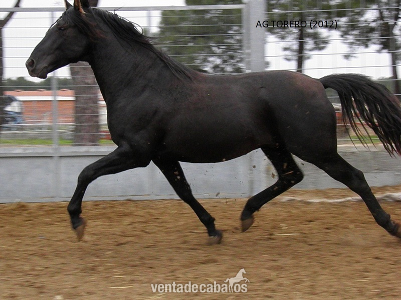 AG TORERO (PRE) in 