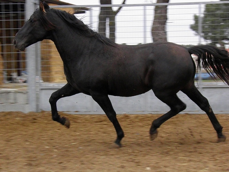 Pura Raza Española {TYPE}