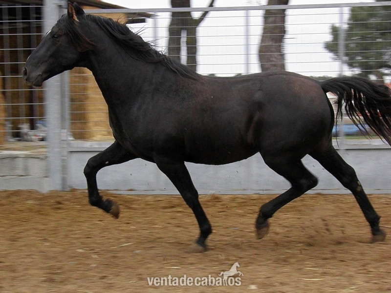 Pura Raza Española {TYPE}