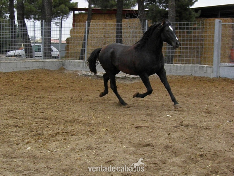 Caballos Pura Raza Española (P.R.E.) Pura Raza Española - AG TORERO (PRE)