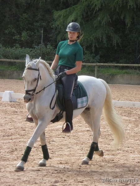 Caballo pre. Magníficos movimientos. in 